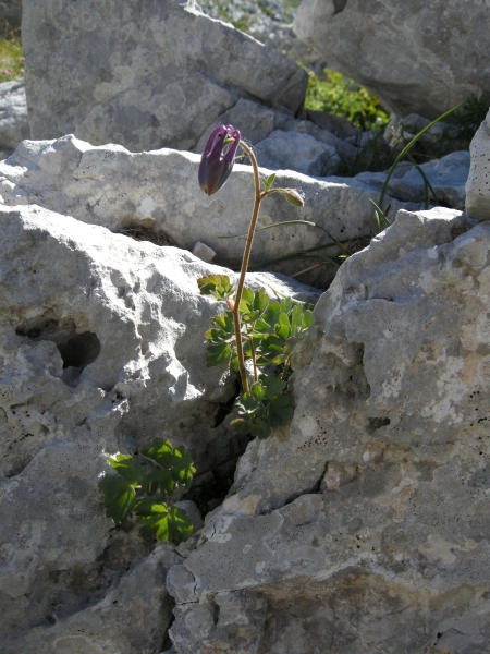 Aquilegia magellensis /  Aquilegia magellense